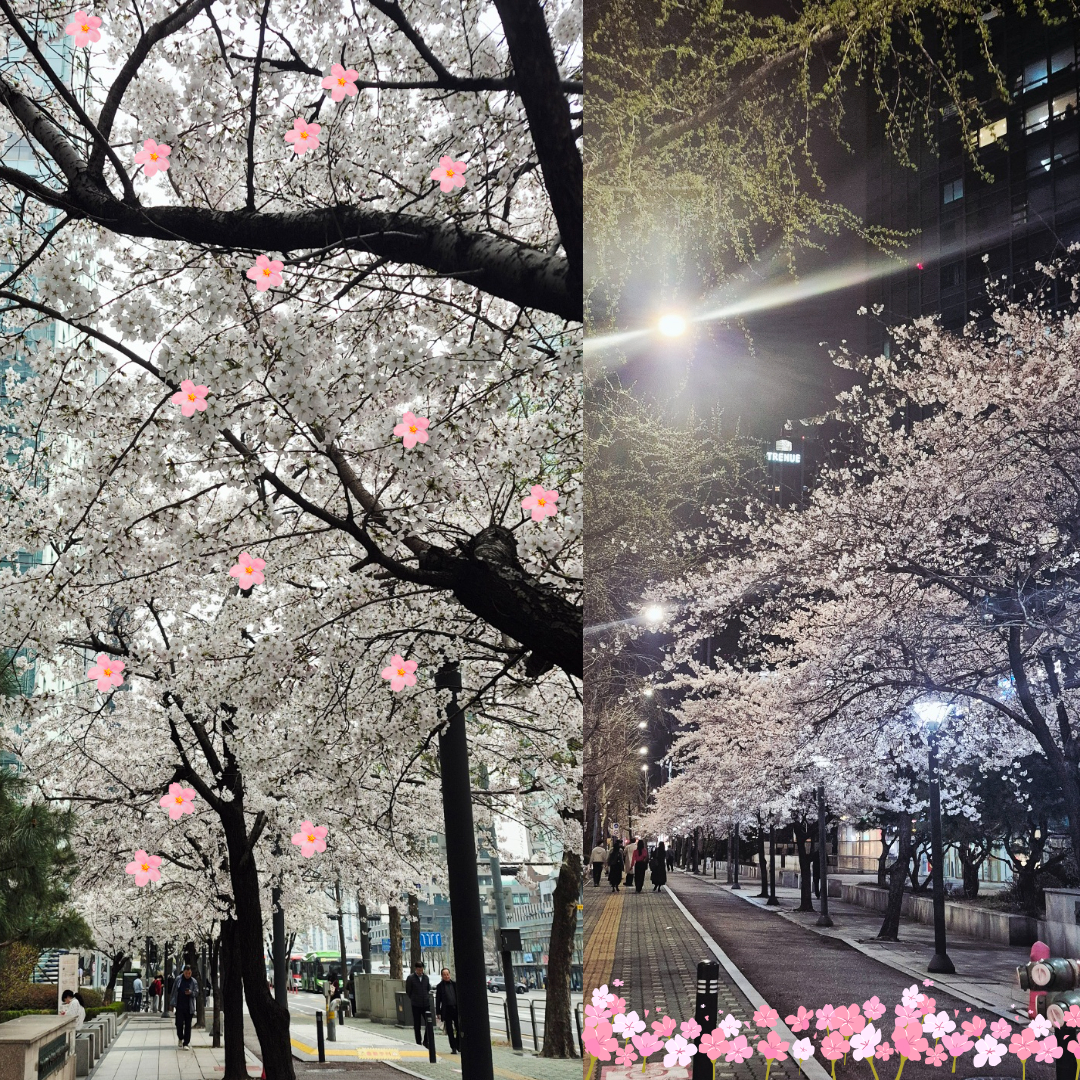 우리 선생님들 공부하러 오시는 길이 행복하도록, 주말 사이 벚꽃이 피기 시작한 여의도 (✿◕‿◕✿)